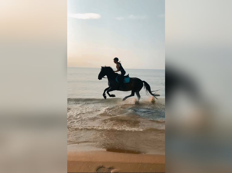 Bosnisch bergpaard Ruin 9 Jaar 146 cm Donkerbruin in Lannach