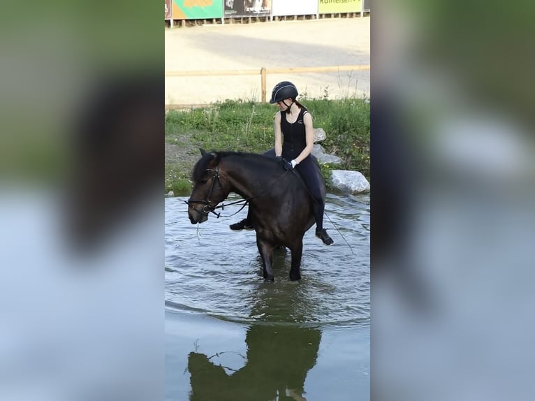 Bosnisch bergpaard Ruin 9 Jaar 146 cm Donkerbruin in Lannach