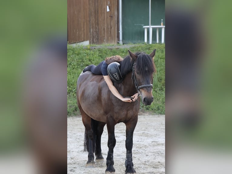 Bosnisch bergpaard Ruin 9 Jaar 146 cm Donkerbruin in Lannach