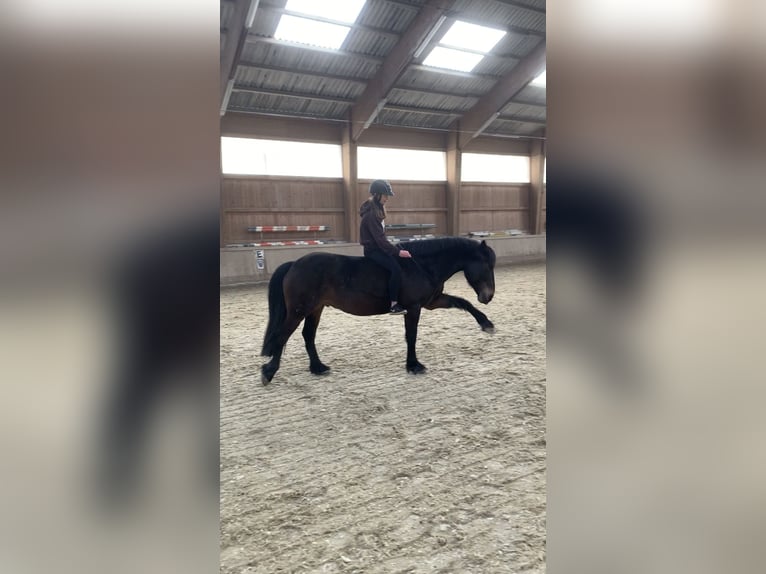 Bosnisch bergpaard Ruin 9 Jaar 146 cm Donkerbruin in Lannach