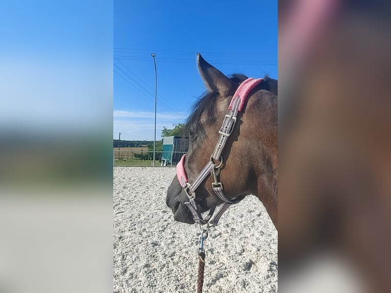 Bosnisches Gebirgspferd Stute 5 Jahre 146 cm in Dagersheim
