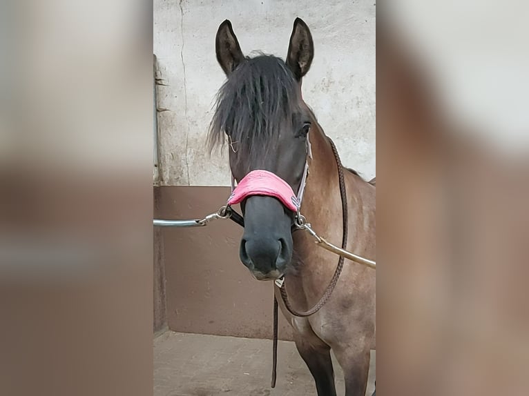 Bosnisches Gebirgspferd Stute 5 Jahre 146 cm in Dagersheim