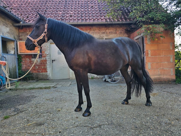 Bosnisches Gebirgspferd Stute 6 Jahre 140 cm Rappe in Waiblingen