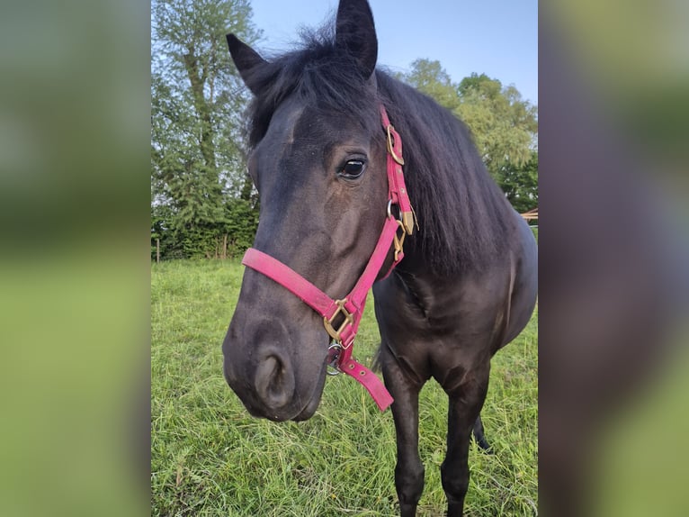 Bosnisches Gebirgspferd Stute 6 Jahre 140 cm Rappe in Waiblingen