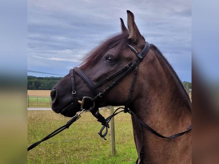 Bosnisches Gebirgspferd Stute 6 Jahre 146 cm in Dagersheim