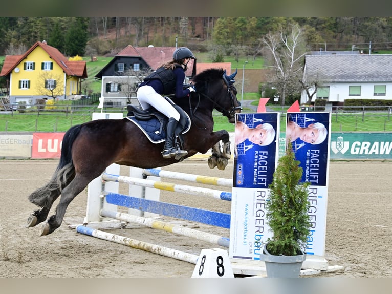 Bosnisches Gebirgspferd Wallach 9 Jahre 146 cm Dunkelbrauner in Lannach