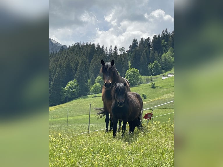 Bosnisk bergshäst Valack 10 år 148 cm Brun in Lauenen b. Gstaad