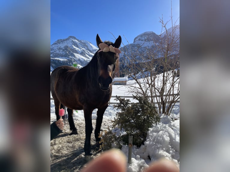 Bosnisk bergshäst Valack 10 år 148 cm Brun in Lauenen b. Gstaad