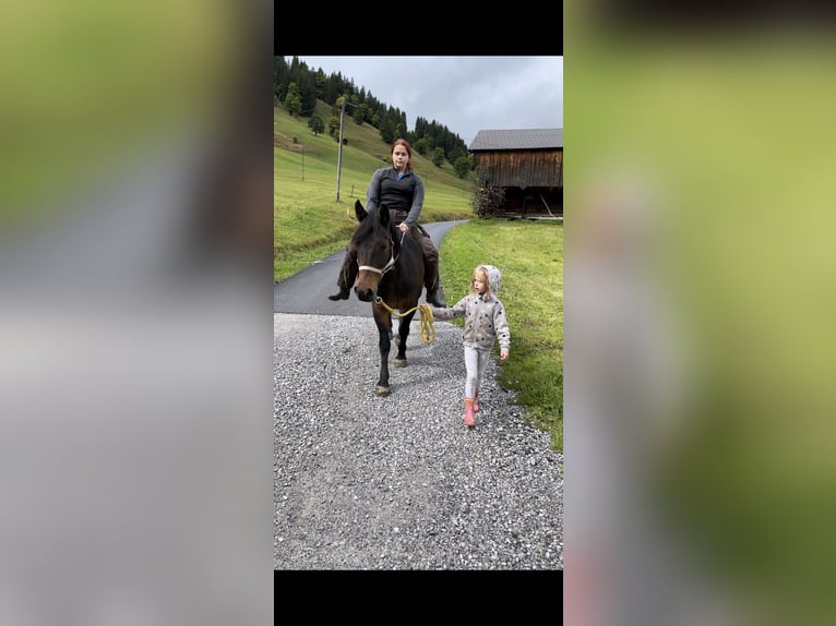 Bosnisk bergshäst Valack 10 år 148 cm Brun in Lauenen b. Gstaad