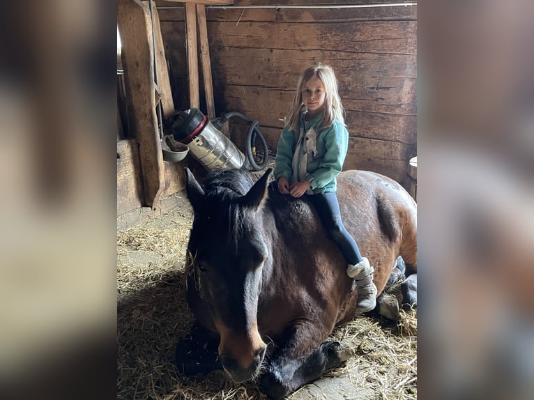 Bosnisk bergshäst Valack 10 år 148 cm Brun in Lauenen b. Gstaad