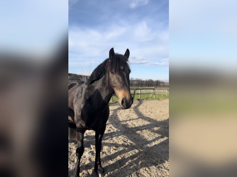 Bosnisk bergshäst Valack 9 år 146 cm Mörkbrun in Lannach