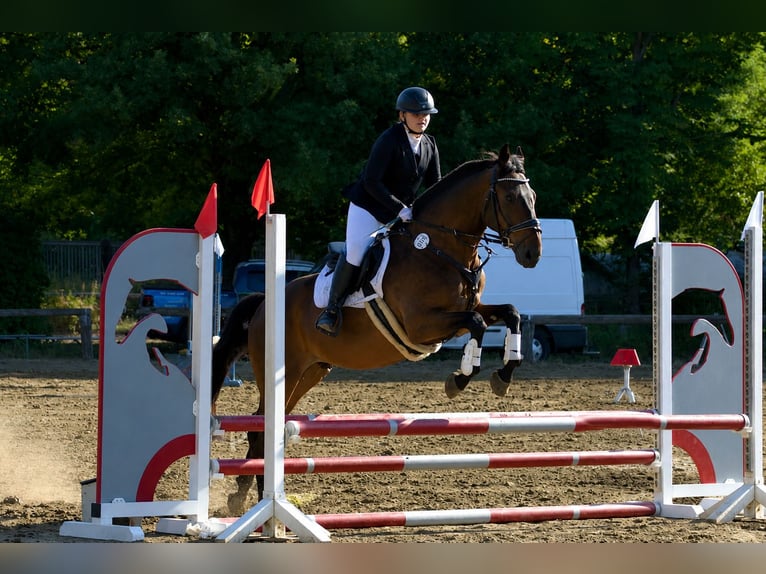 Boudienny Hongre 12 Ans 160 cm Bai in Oranienburg