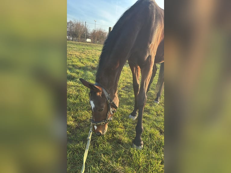 Boudienny Jument 14 Ans 155 cm Bai in Schriesheim
