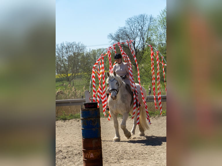 Boulonnais Caballo castrado 10 años 175 cm Tordo in Buchholz