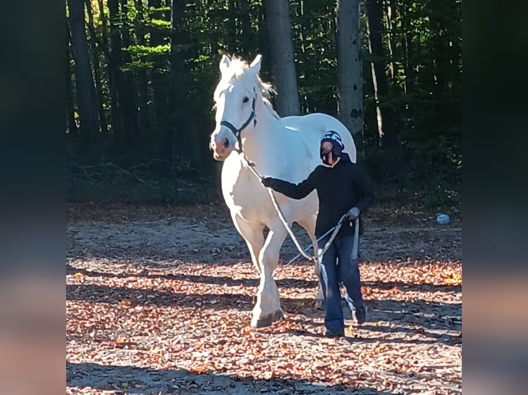 Boulonnais Caballo castrado 10 años 179 cm Tordo in Lützow