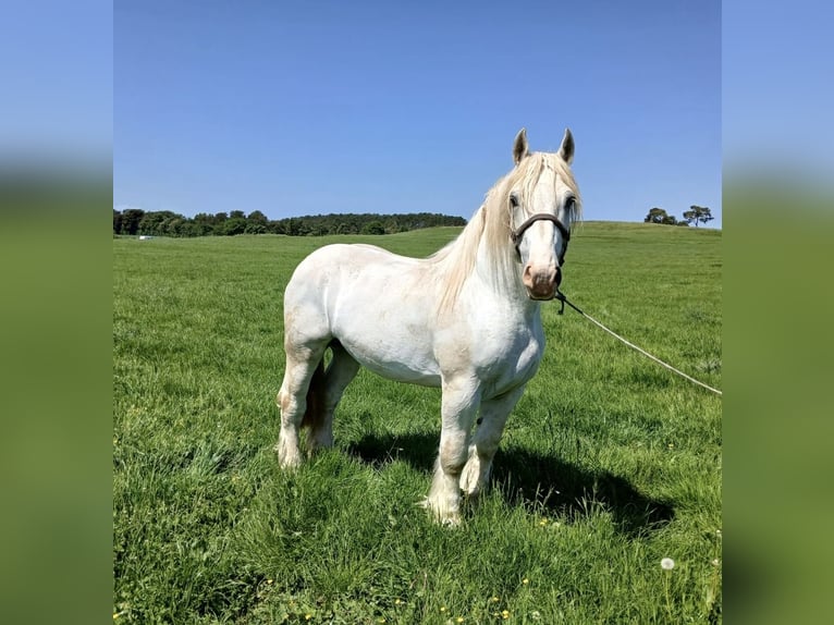 Boulonnais Caballo castrado 3 años 167 cm Tordo in Nettersheim
