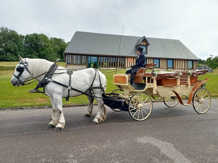 Boulonnais Caballo castrado 8 años 165 cm Tordo in La Haye-Saint-Sylvestre