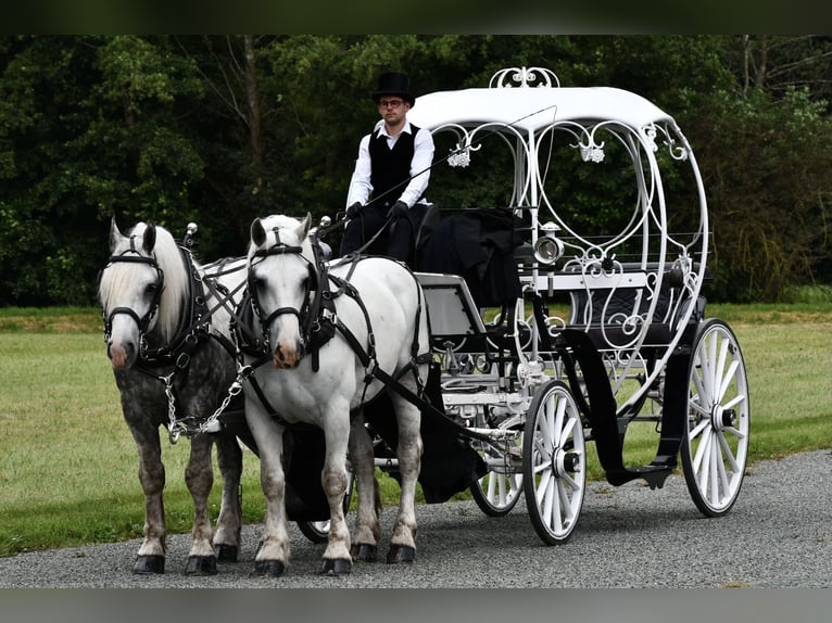 Boulonnais Caballo castrado 8 años 165 cm Tordo in La Haye-Saint-Sylvestre