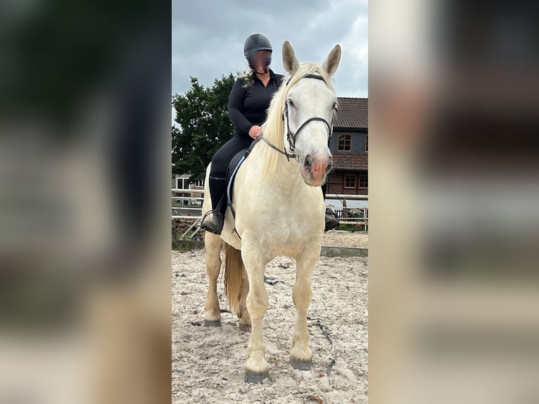 Boulonnais Caballo castrado 9 años 179 cm Tordo in Lützow