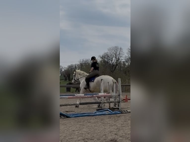 Boulonnais Castrone 10 Anni 175 cm Grigio in Buchholz