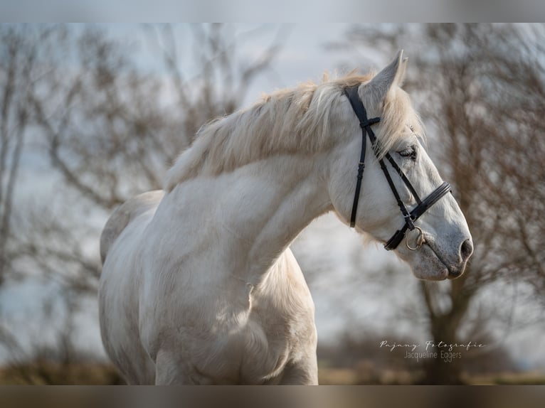 Boulonnais Castrone 10 Anni 175 cm Grigio in Buchholz