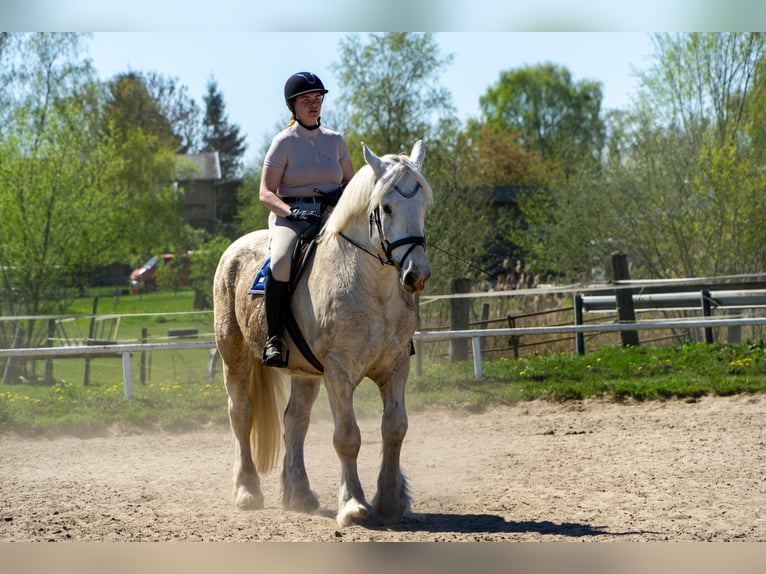Boulonnais Castrone 10 Anni 175 cm Grigio in Buchholz