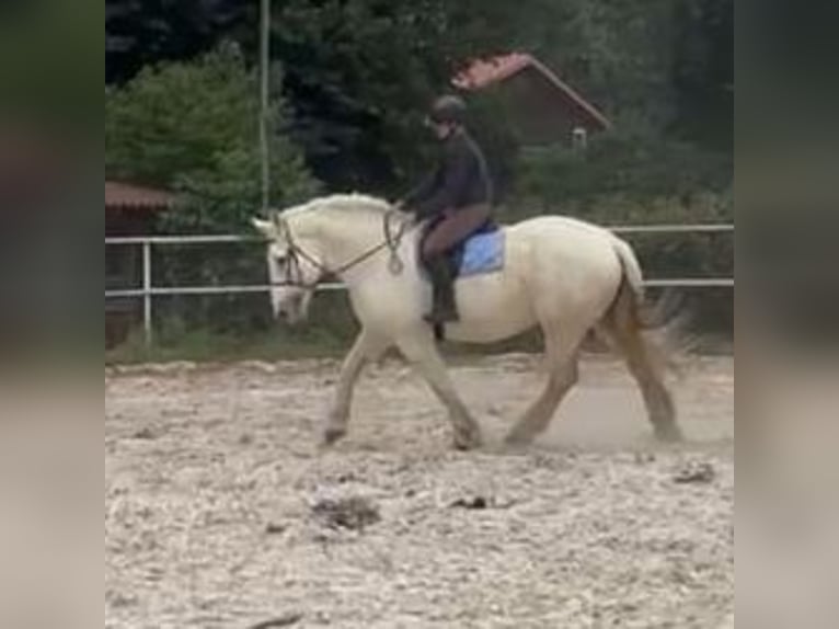 Boulonnais Castrone 10 Anni 179 cm Grigio in Lützow