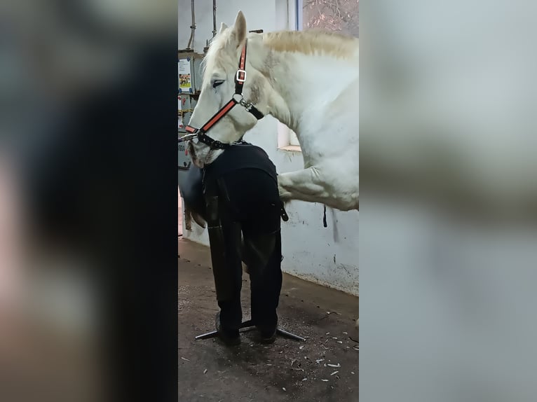 Boulonnais Castrone 10 Anni 179 cm Grigio in Lützow