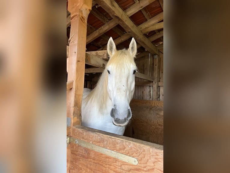 Boulonnais Castrone 13 Anni 171 cm Bianco in Lünen