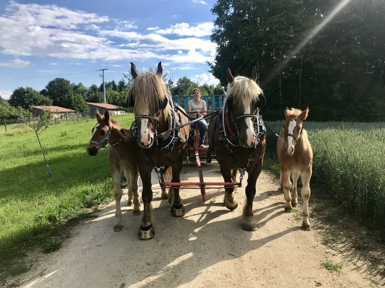 Boulonnais Castrone 4 Anni 172 cm Sauro in Eigeltingen