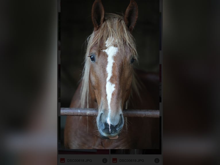 Boulonnais Castrone 4 Anni 172 cm Sauro in Eigeltingen