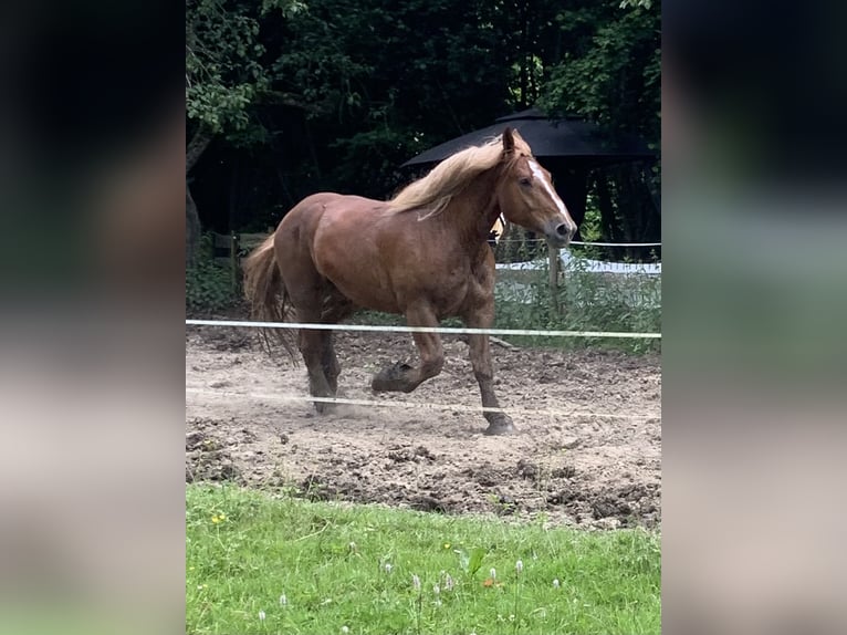 Boulonnais Castrone 4 Anni 172 cm Sauro in Eigeltingen