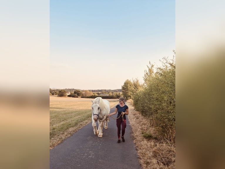 Boulonnais Castrone 8 Anni 160 cm Grigio in Hümmel