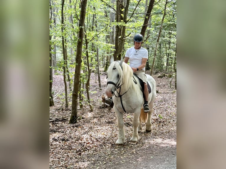 Boulonnais Castrone 8 Anni 160 cm Grigio in Hümmel