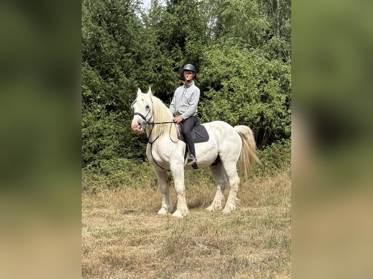 Boulonnais Castrone 8 Anni 160 cm Grigio in Hümmel