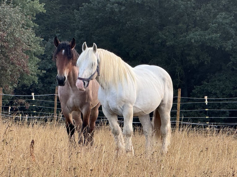 Boulonnais Castrone 8 Anni 160 cm Grigio in Hümmel