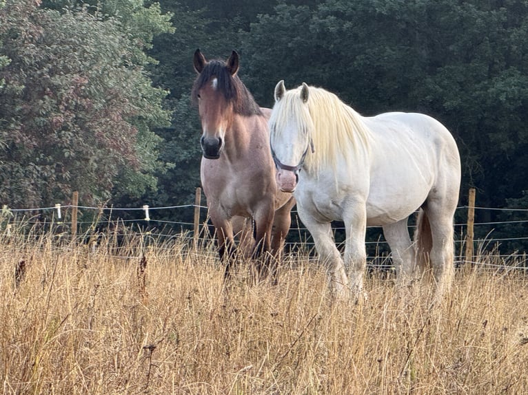 Boulonnais Castrone 8 Anni 160 cm Grigio in Hümmel