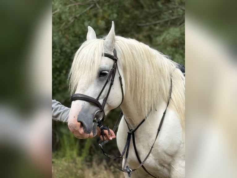 Boulonnais Castrone 8 Anni 160 cm Grigio in Hümmel