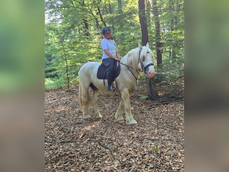 Boulonnais Castrone 8 Anni 161 cm Grigio in Blankenheim