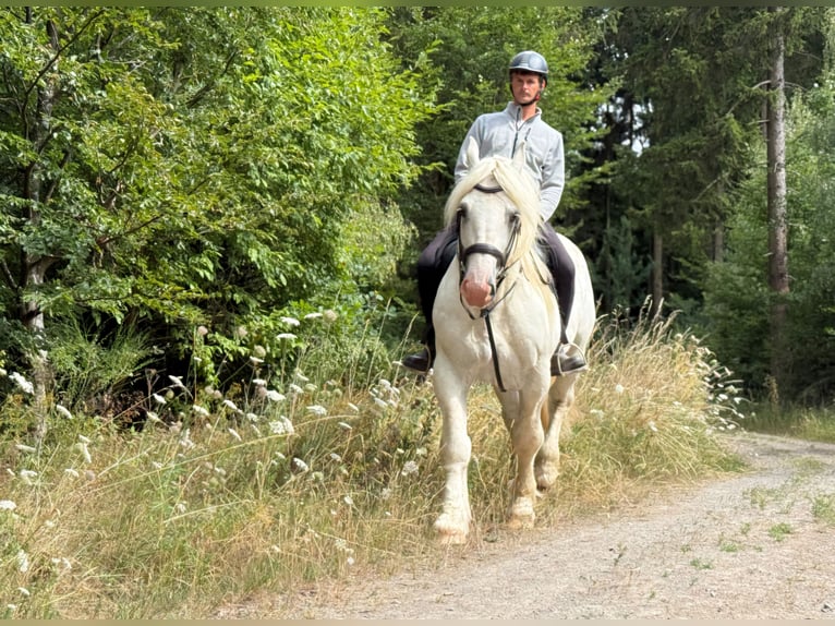 Boulonnais Castrone 8 Anni 161 cm Grigio in Blankenheim