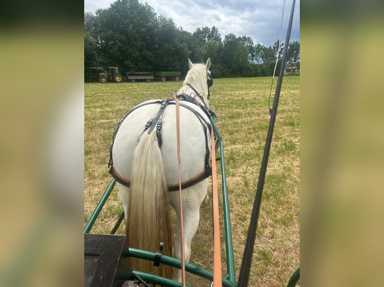 Boulonnais Castrone 9 Anni 179 cm Grigio in Lützow