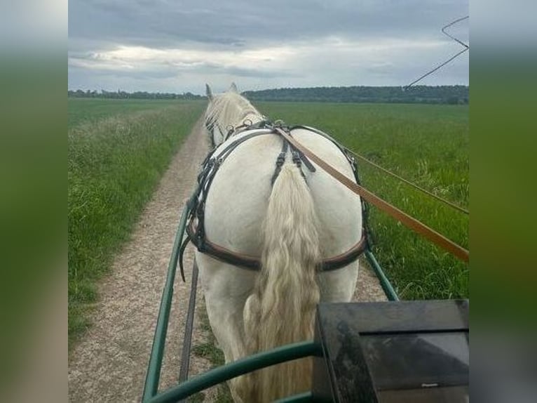 Boulonnais Castrone 9 Anni 179 cm Grigio in Lützow