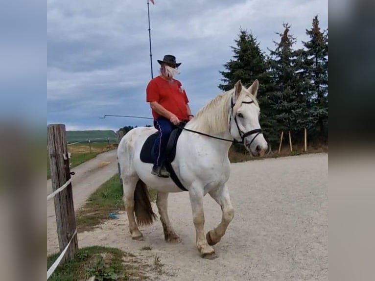 Boulonnais Castrone 9 Anni 179 cm Grigio in Lützow