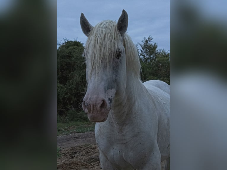 Boulonnais Étalon 8 Ans 175 cm Gris in Saint Georges d'Oleron