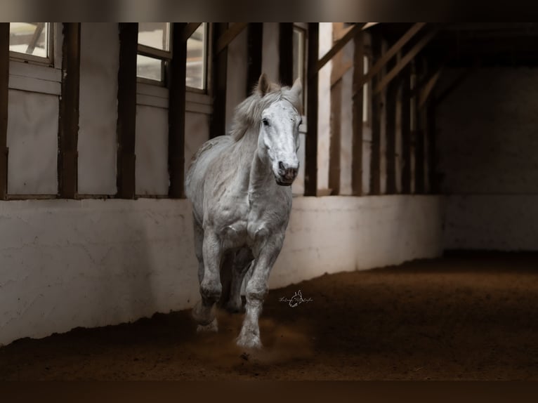 Boulonnais Gelding 10 years 17 hh Grey in Buchholz