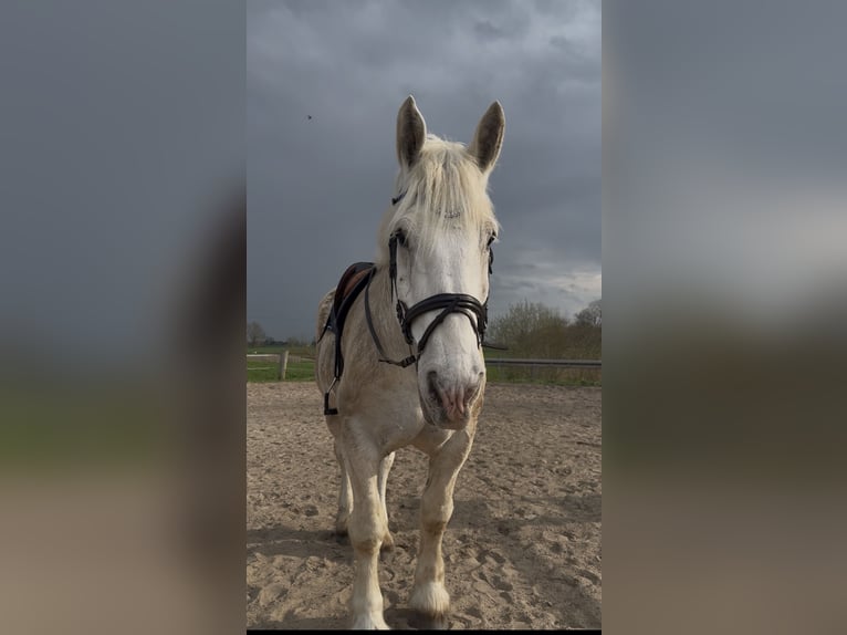 Boulonnais Gelding 10 years 17 hh Grey in Buchholz