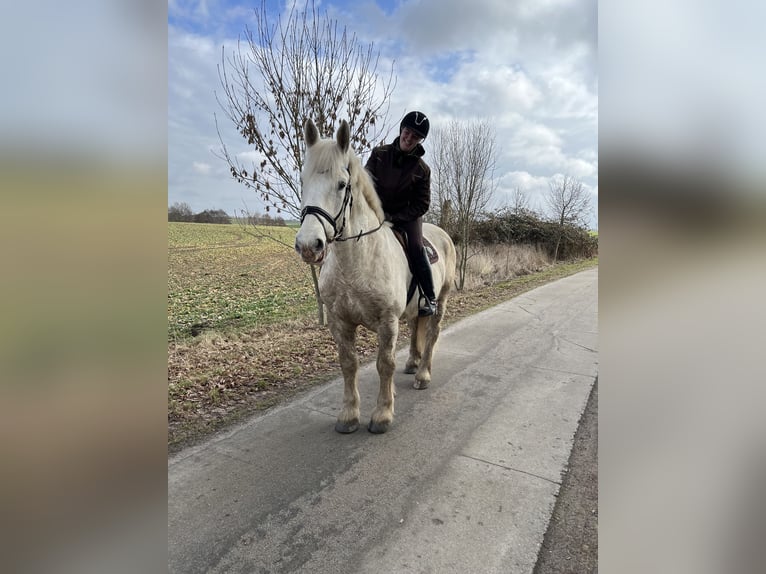 Boulonnais Gelding 10 years 17 hh Grey in Buchholz