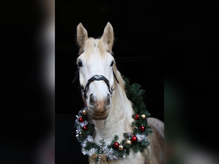 Boulonnais Gelding 10 years 17,2 hh Grey in Lützow