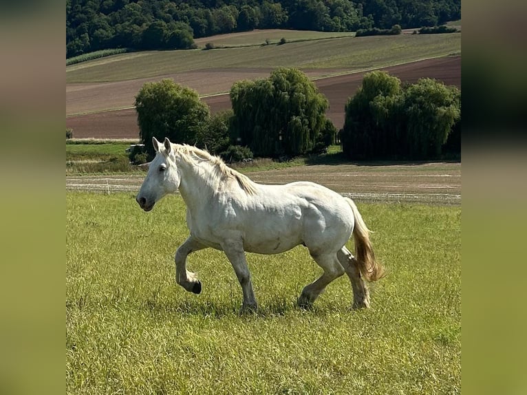Boulonnais Gelding 10 years 17,2 hh Grey in Lützow