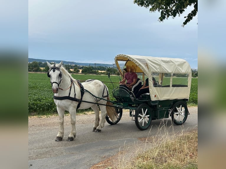Boulonnais Gelding 10 years 17,2 hh Grey in Lützow